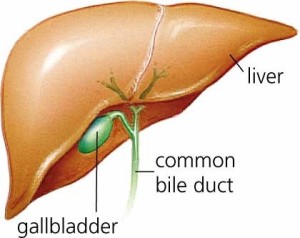 liver-gallbladder
